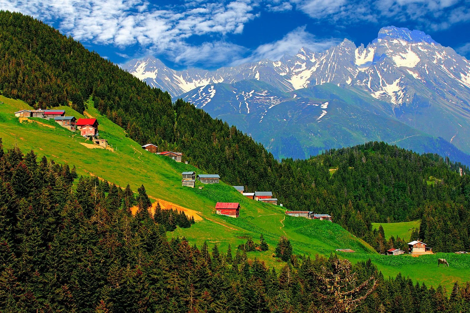 Karadeniz yaylaları dağ ve yayla manzarası