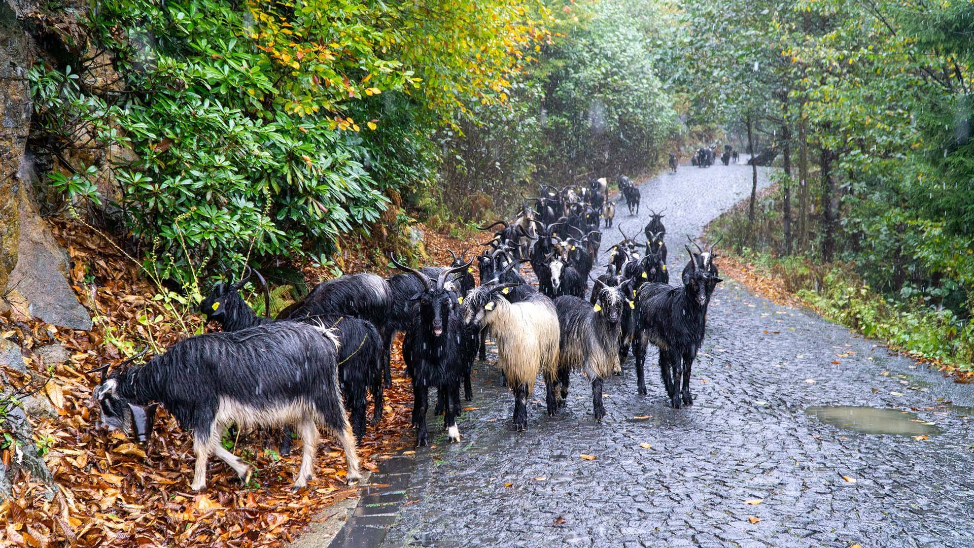 artvin-karagol-karagöl-turizm-seyahat-trabzon-left-lane-leftlane