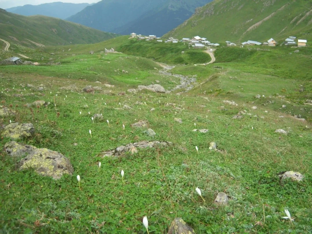 Ambarlı Yaylası Rize fotoğrafı 3