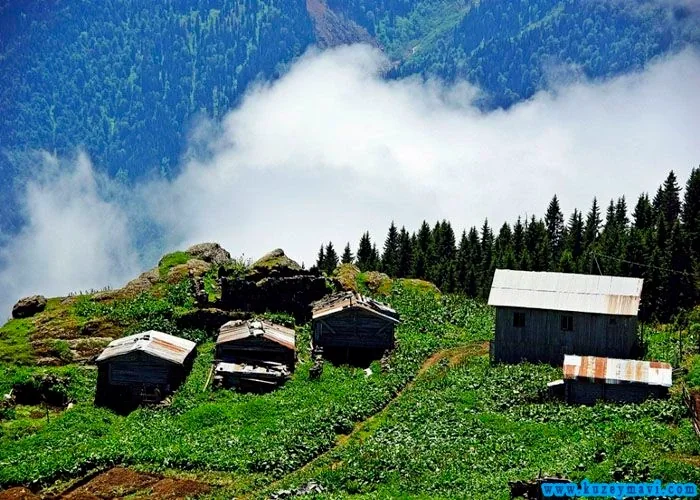 Kito Yaylası Rize fotoğrafı 2
