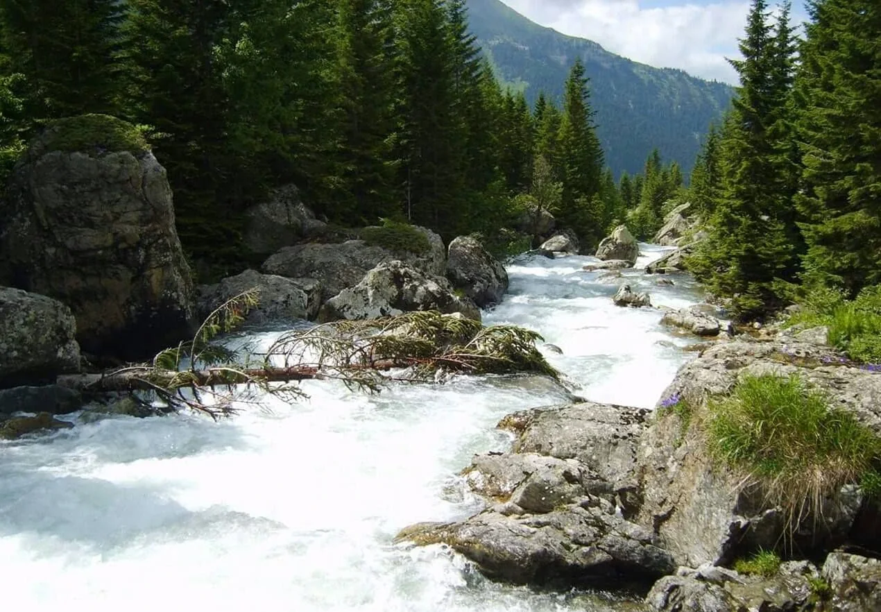 Petran Yaylası Rize fotoğrafı 3