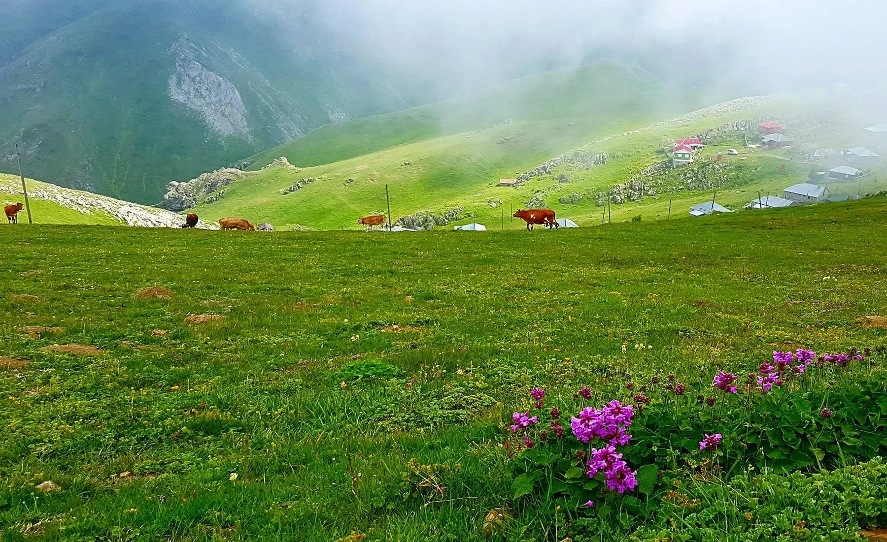 Çatma Obası Yaylası Trabzon yayla manzarası