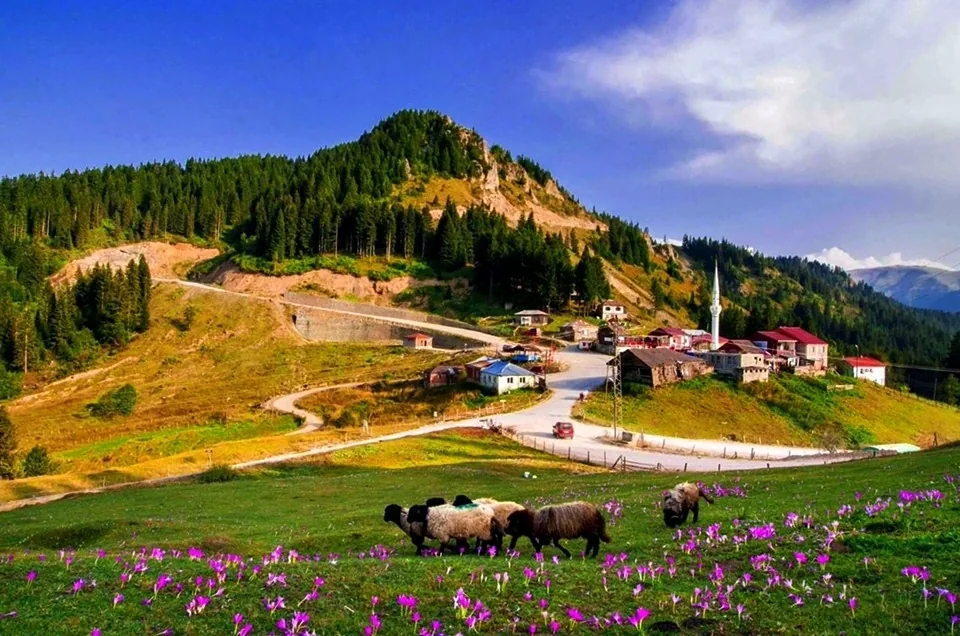 Erikbeli Yaylası Trabzon yayla manzarası
