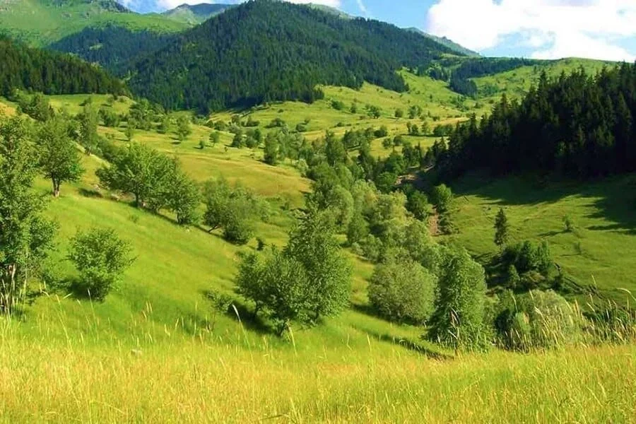 Lapazan Yaylası Trabzon yayla manzarası